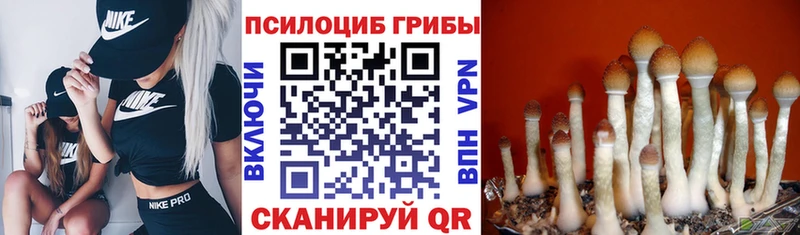 kraken ONION купить наркотик Шали Псилоцибиновые грибы Cubensis